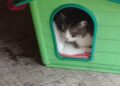 gatti