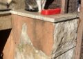gatti