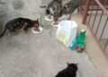 gatti