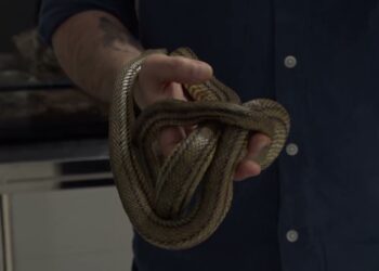 Bari, Aperto Centro Di Recupero Di Squamata E Serpentario Didattico: “innovativo E Unico In Europa” – Video
