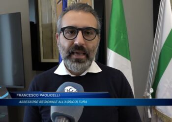 Maltempo, Agricoltori Pugliesi In Ginocchio. Paolicelli: “velocizzare Iter Per Risarcimenti” – Video