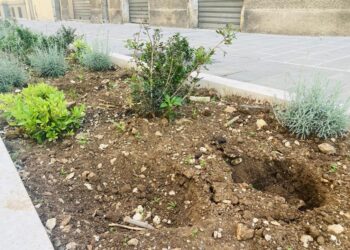 Via Manzoni Piantine Rubate (4)