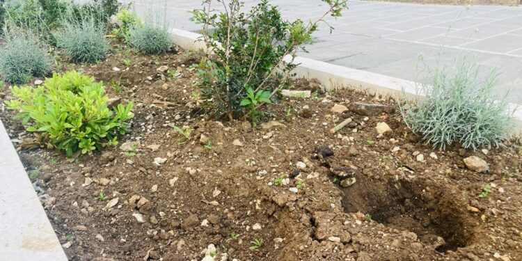 Via Manzoni Piantine Rubate (4)