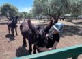 Interventi Assistiti Animali Alberobello (19)