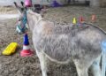 Interventi Assistiti Animali Alberobello (9)