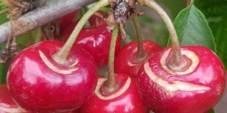 Nibifragi E Grandinate Si Accaniscono Su Ciliegie