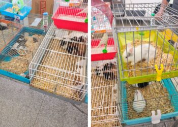 Animali In Gabbia