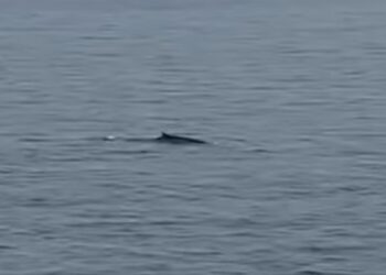 Balena Otranto
