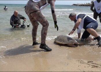 Bari, Nicola E Marina Tornano In Mare: Le Due Tartarughe Salvate Salvate Da Gas Embolismo – Video