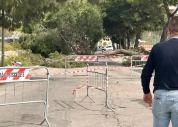 Bisceglie Albero