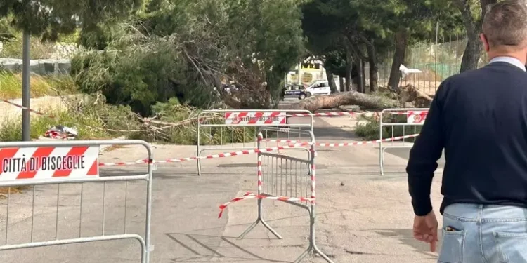 Bisceglie Albero