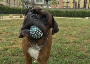 Cane Parco Maugeri