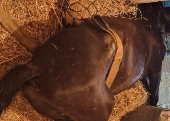 Cavallo Vigili Del Fuoco
