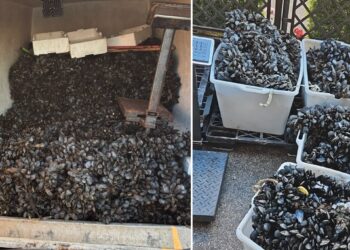 Cozze Ev