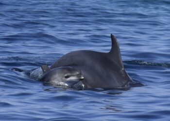 Delfino