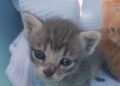 Gatti Giovinazzo 3