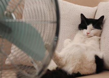 Gatto Caldo