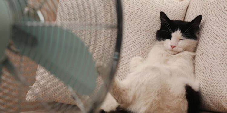 Gatto Caldo