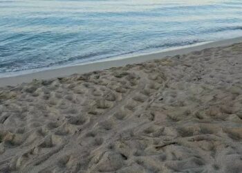 Nido Tartarughe Spiaggia Ugento