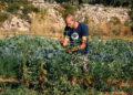 Pomodori