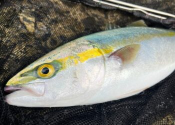 Ricciola Giapponese