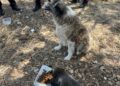 animali incendio campo rom