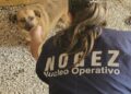 animali incendio campo rom