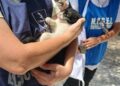 animali incendio campo rom