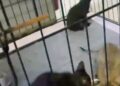Gatti Abbandonati