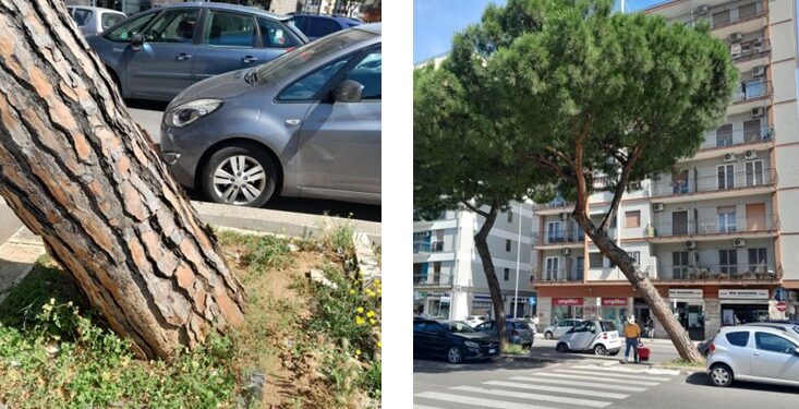Alberi
