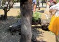 Albero Piazza Garibaldi (4)