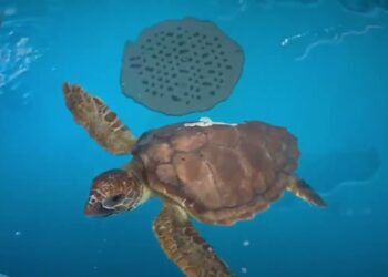 Bari, Cura E Riabilitazione Delle Tartarughe Marine Alla Sea Turtle Clinic: “ecco Le Nuove Vasche” – Video