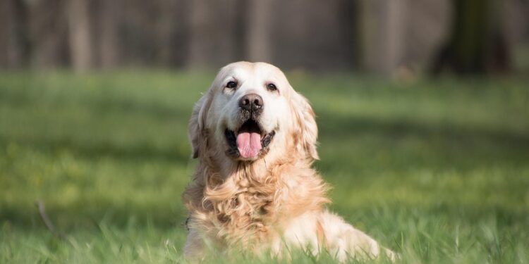 Cane