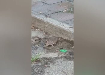 Bari, Il Giardino Baden Powell Invaso Da Topi Per I Residui Di Cibo: Dal Comune Più Trappole – Video