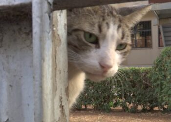 Bari, Una Petizione Per ‘salvare’ Dal Traffico I Gatti Della San Filippo Neri: “ne Hanno Investiti 15” – Video