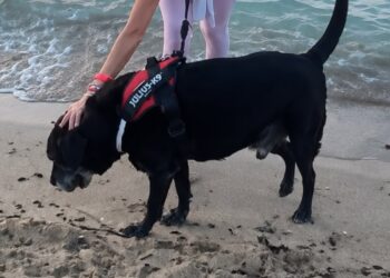 Cane Guinzaglio Spiaggia