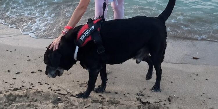 Cane Guinzaglio Spiaggia