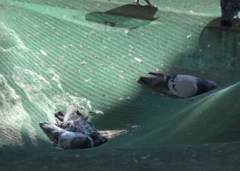 Strage Di Colombi A Casamassima, è Giallo In Piazza Plebiscito: Decine Di Corpi Nella Fontana – Video