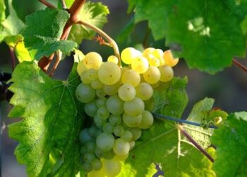 Vendemmia