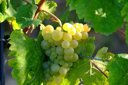 Vendemmia