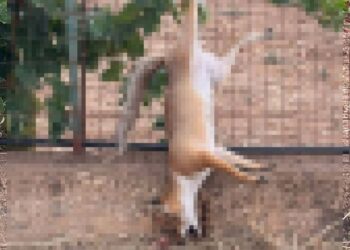 Volpe Morta Pixel Orizzontale