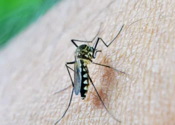 West Nile Zanzara