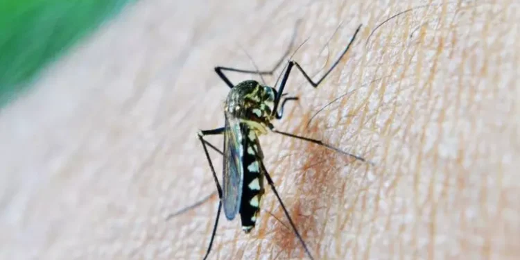 West Nile Zanzara