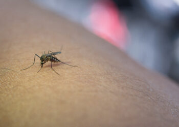 Close Up Of Mosquito Sucking Blood From Human Arm.