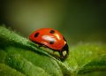 Closeup Shot Of A Ladybug Standing On A Leaf