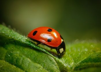 Closeup Shot Of A Ladybug Standing On A Leaf