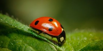 Closeup Shot Of A Ladybug Standing On A Leaf