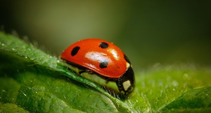 Closeup Shot Of A Ladybug Standing On A Leaf