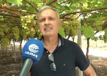Uva Da Tavola, Spopola La Varietà Senza Semi. Quella Pugliese Sempre Regina: “qualità Unica” – Video