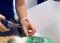 gatto strada randagio